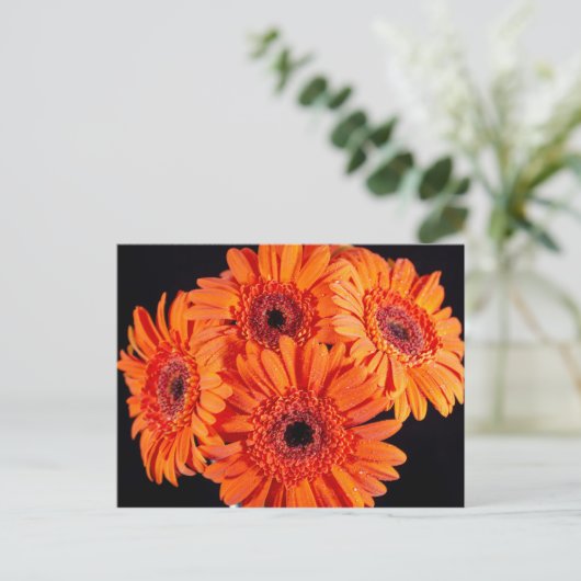 Orange Gerber Daisies Ankündigungspostkarte (Stehend Vorderseite)