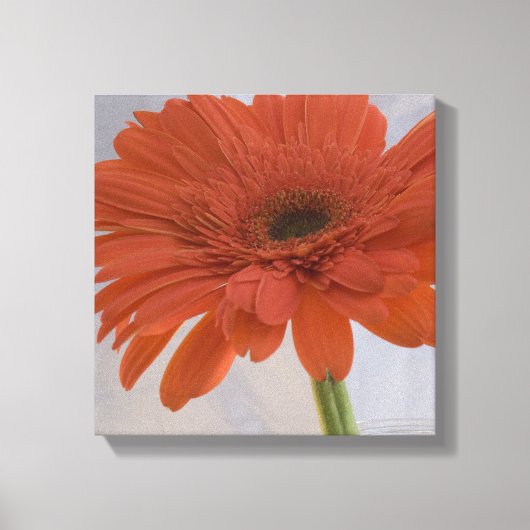 Orange Gerber Daisy Blume Leinwanddruck (Vorderseite)