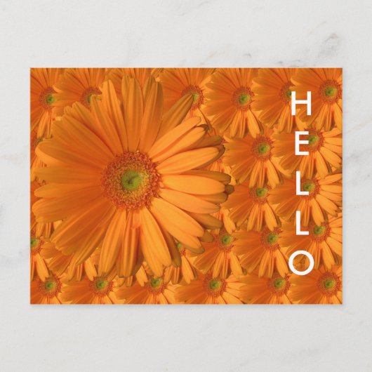 Orange Gerber Daisy Postkarte (Vorderseite)