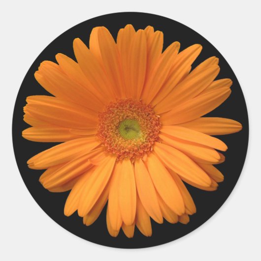 Orange Gerber Daisy Runder Aufkleber (Vorderseite)