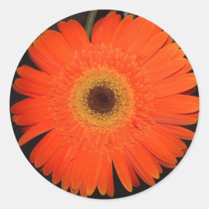 Orange Gerber Daisy Runder Aufkleber