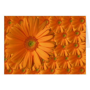 Orange Gerber Gänseblümchen