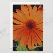 Orange Gerber gerbera Daisy daisie Briefpapier (Vorne/Hinten)