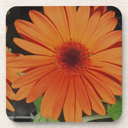 Orange Gerber Gerbera Gänseblümchen daisie Getränkeuntersetzer (Vorderseite)