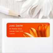 Orange Gerbera Blume hell bunt (Insitu)