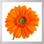 Orange Gerbera Daisy Blume auf weißem Foto Poster (Vorne)