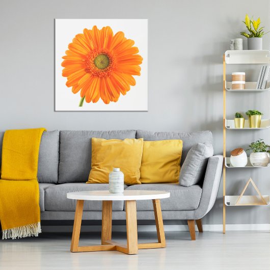 Orange Gerbera Daisy Blume auf weißem Foto Poster