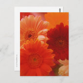 Orange Gerbera Daisy Blume Foto Art Postcard Postkarte (Vorne/Hinten)
