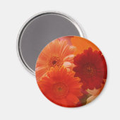 Orange Gerbera Daisy Blume Kühlschrank Magnet (Vorderseite/Rückseite)