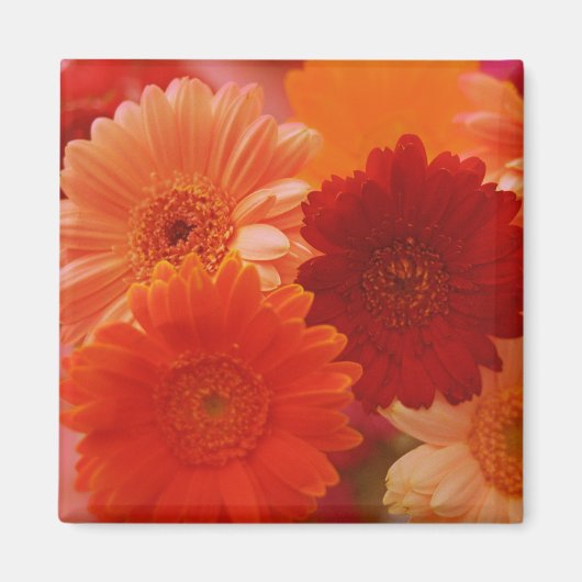 Orange Gerbera Daisy Blume Kühlschrank Magnete Magnet (Vorne)
