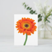 Orange Gerbera Daisy Blume Postkarte (Stehend Vorderseite)