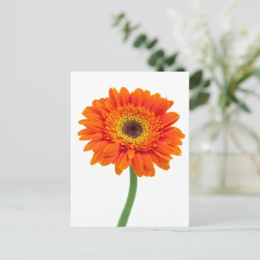 Orange Gerbera Daisy Blume Postkarte (Stehend Vorderseite)