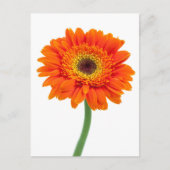 Orange Gerbera Daisy Blume Postkarte (Vorderseite)