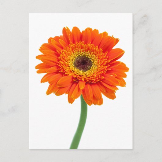 Orange Gerbera Daisy Blume Postkarte (Vorderseite)