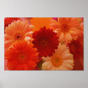 Orange Gerbera Daisy Blume Wall Art Print Poster