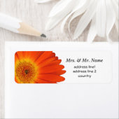 orange Gerbera-Daisy-Blumen (Insitu)