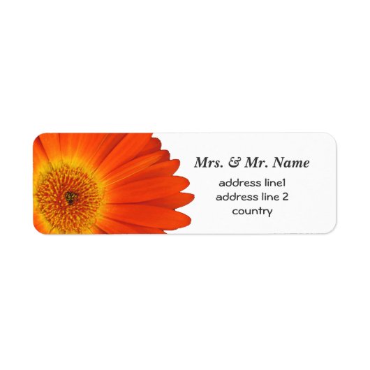 orange Gerbera-Daisy-Blumen (Vorne)
