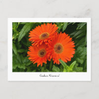 Orange Gerbera Daisy Collectible Postcard