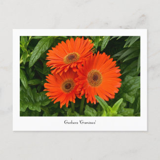 Orange Gerbera Daisy Collectible Postcard Postkarte