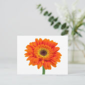 Orange Gerbera Daisy Flower Postkarte (Stehend Vorderseite)
