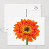 Orange Gerbera Daisy Flower Postkarte (Vorne/Hinten)