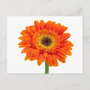 Orange Gerbera Daisy Flower Postkarte