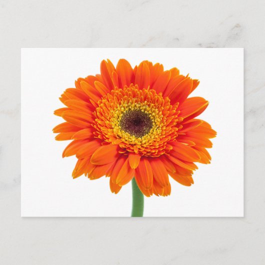 Orange Gerbera Daisy Flower Postkarte (Vorderseite)