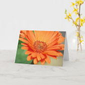 Orange Gerbera Daisy Karte (Gelbe Blume)