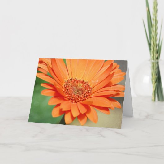 Orange Gerbera Daisy Karte (Vorderseite)