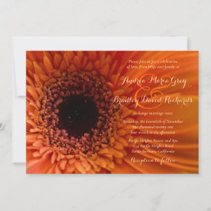 Orange Gerbera Daisy Macro Einladung zur Hochzeit