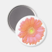 Orange gerbera daisy magnet (Vorderseite/Rückseite)