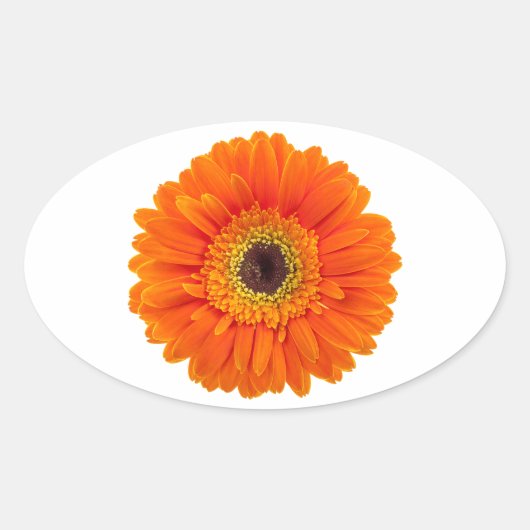 Orange Gerbera Daisy Ovaler Aufkleber (Vorderseite)