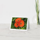 Orange Gerbera-Gänseblümchen-sammelbare Karte (Vorderseite)
