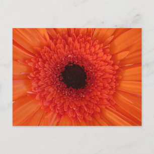 Orange Gerbera Nah Up DIY Postcard Feiertagspostkarte