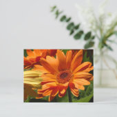 Orange Gerbera Postkarte (Stehend Vorderseite)