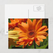 Orange Gerbera Postkarte (Vorne/Hinten)