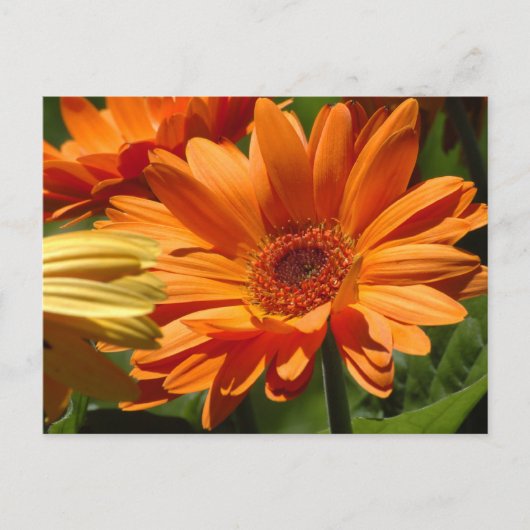Orange Gerbera Postkarte (Vorderseite)