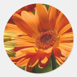 Orange Gerbera Runder Aufkleber