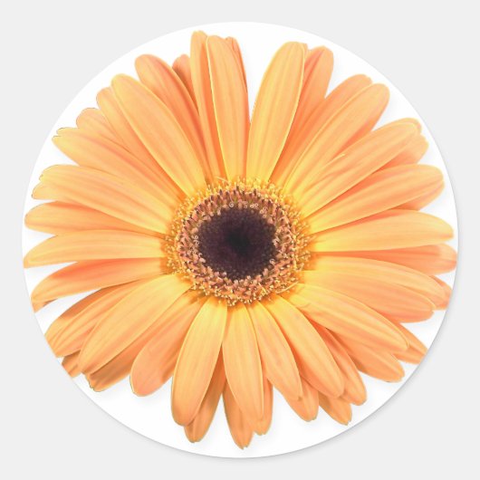 Orange Gerbera Stickers (Vorderseite)