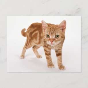Orange Ginger Tabby Shorthair Cat Postkarte