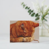 Orange Ginger Tabby Shorthair Cat Postkarte (Stehend Vorderseite)