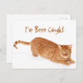 Orange Ginger Tabby Shorthair Cat Postkarte (Vorne/Hinten)