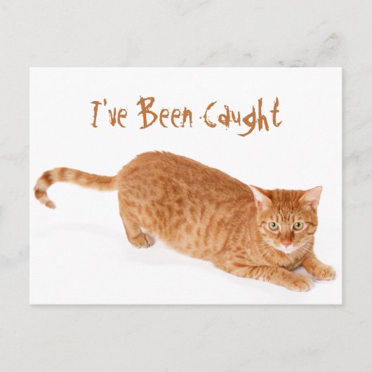 Orange Ginger Tabby Shorthair Cat Postkarte (Vorderseite)