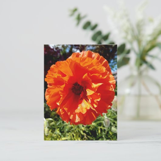 Orange Glow Poppy Postkarte (Stehend Vorderseite)