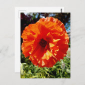 Orange Glow Poppy Postkarte (Vorne/Hinten)