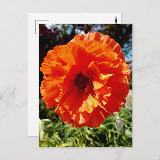 Orange Glow Poppy Postkarte (Vorne/Hinten)