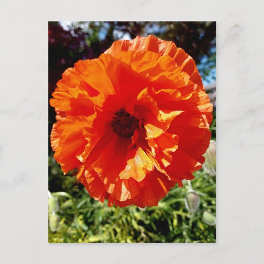 Orange Glow Poppy Postkarte (Vorderseite)