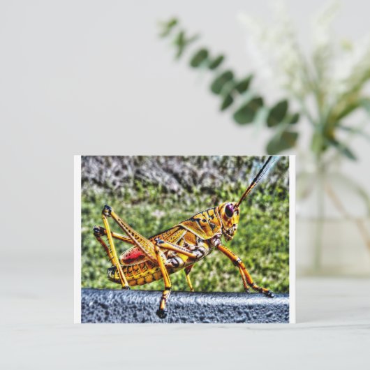 Orange Grasshopper Postkarte (Stehend Vorderseite)