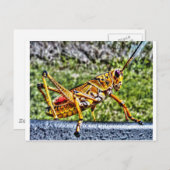 Orange Grasshopper Postkarte (Vorne/Hinten)