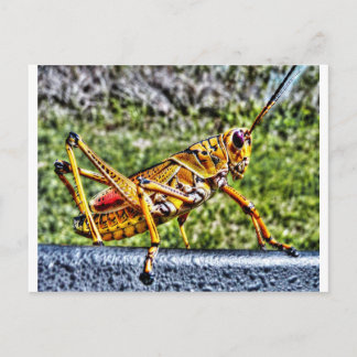 Orange Grasshopper Postkarte